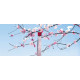 Annayake Hanami