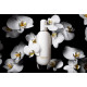 Clinique Aromatics in White